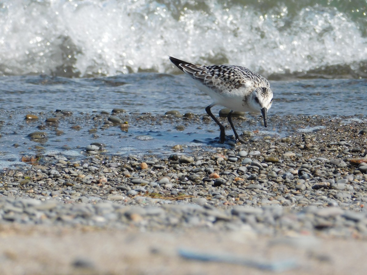 Sanderling - ML624005087