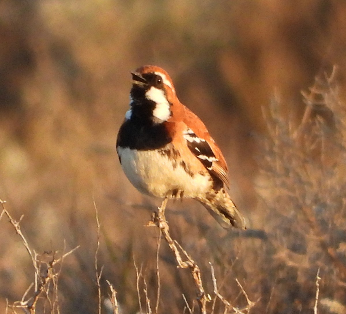 Nullarbor Quail-thrush - ML624005094