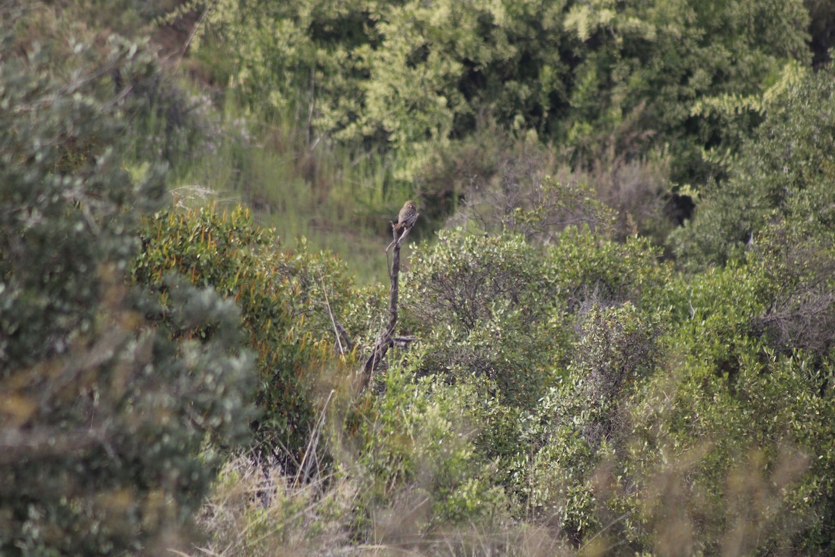 Austral Pygmy-Owl - ML624005097