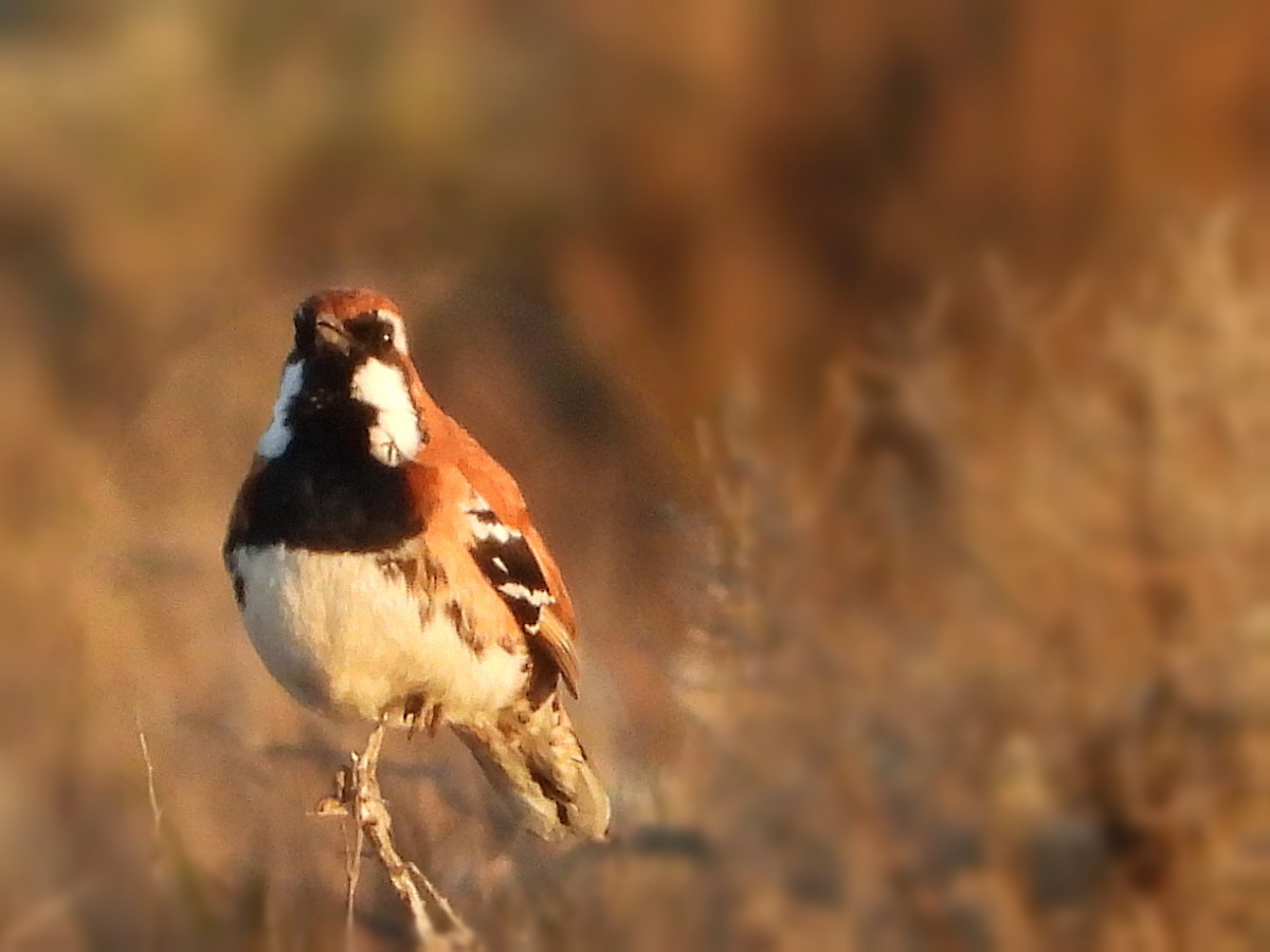 Nullarbor Quail-thrush - ML624005102