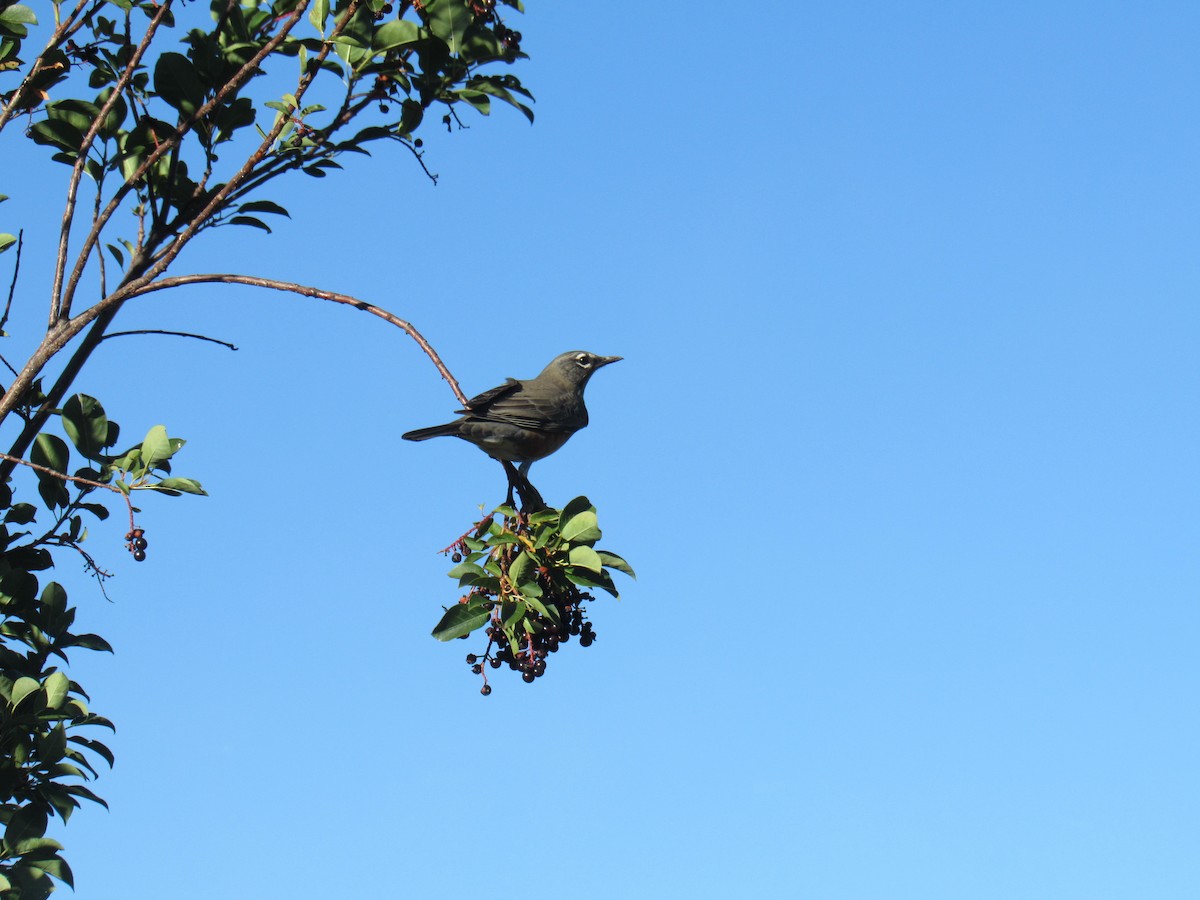 American Robin - ML624005108