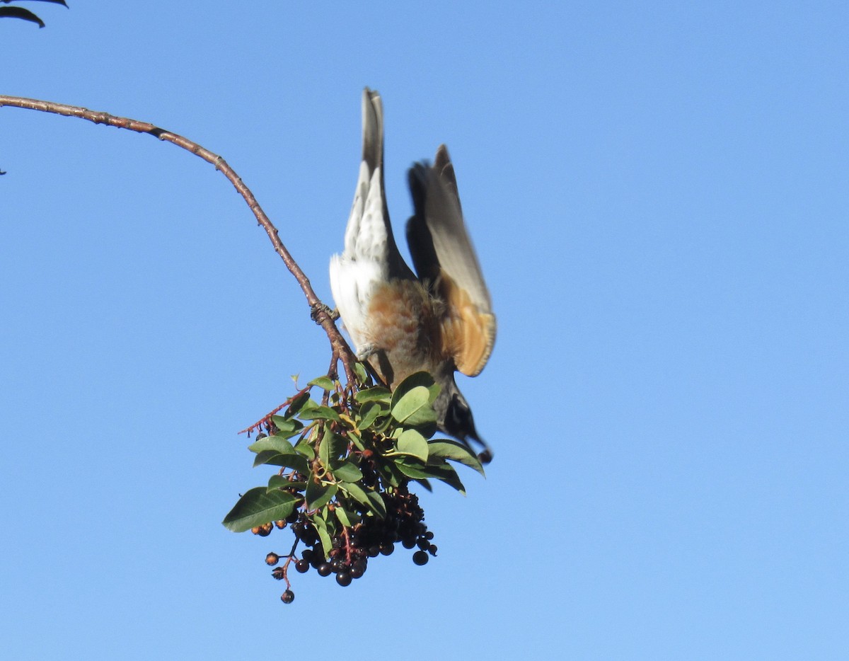 American Robin - ML624005116