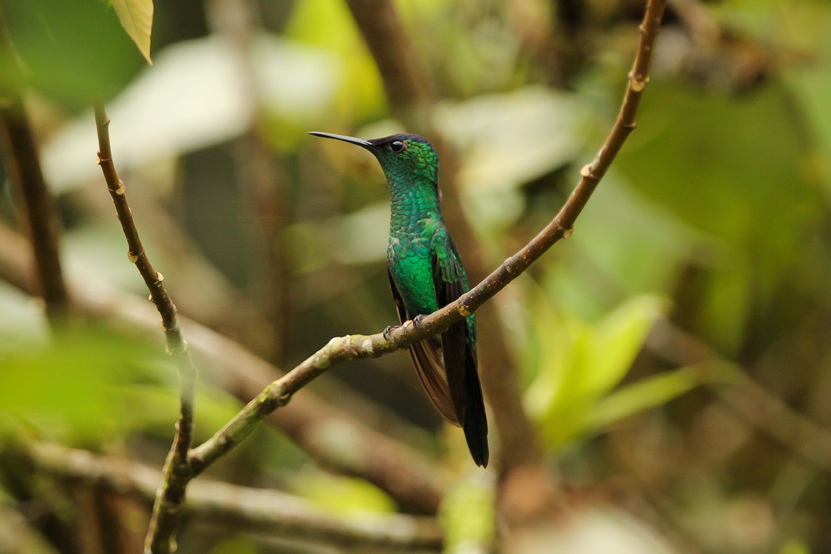 Violet-capped Woodnymph - ML624005117