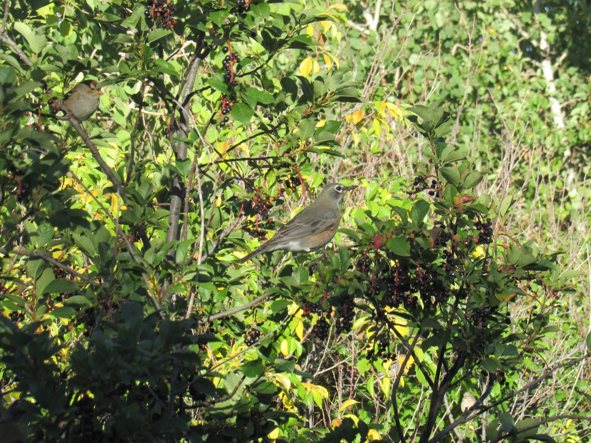 American Robin - ML624005119