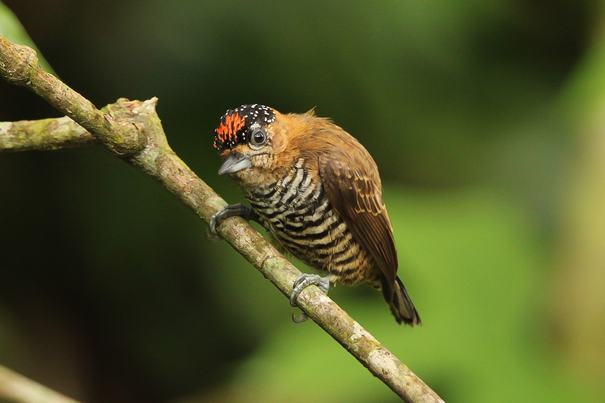 Ochre-collared Piculet - ML624005146