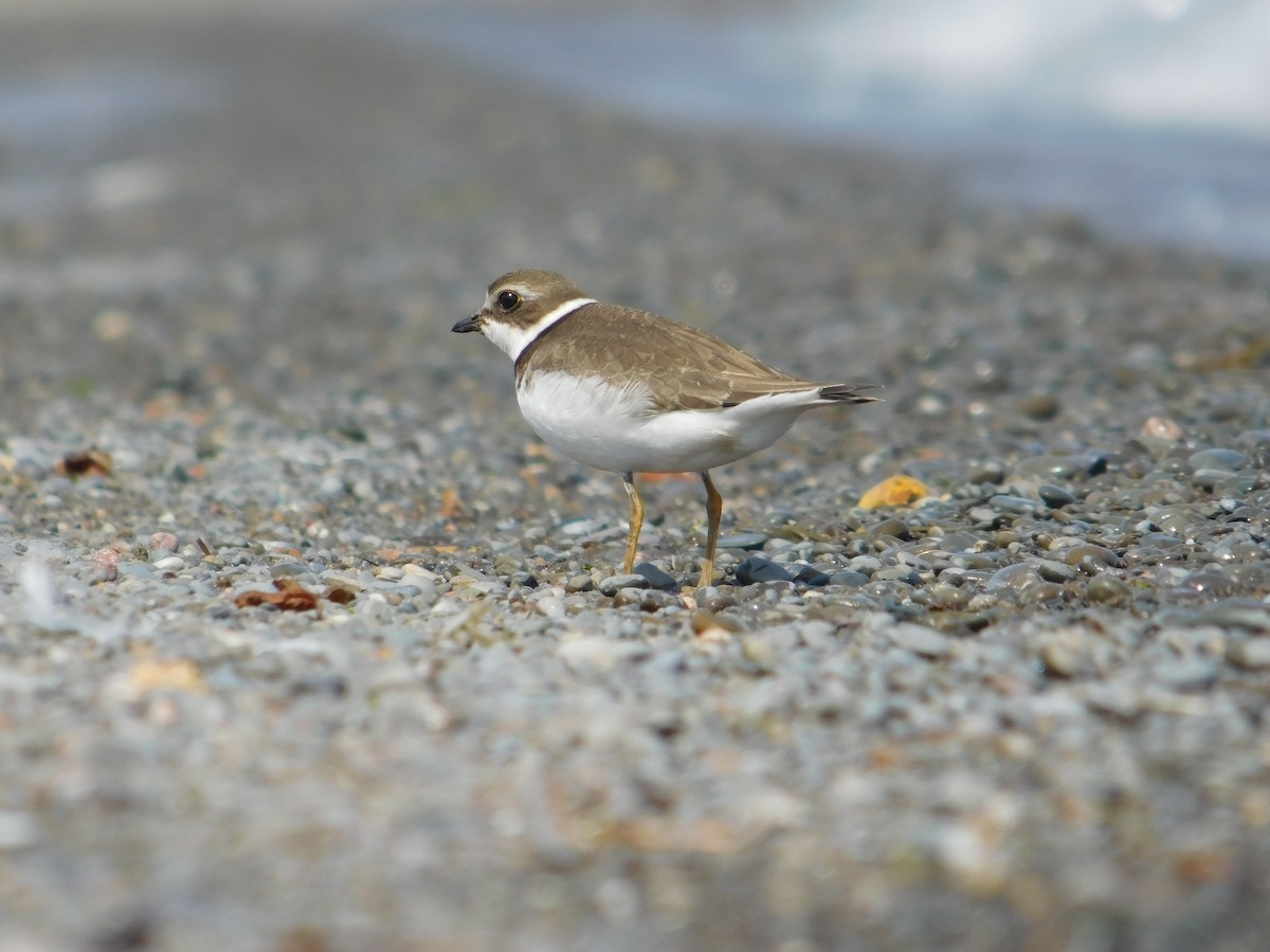 Semipalmated Plover - ML624005147