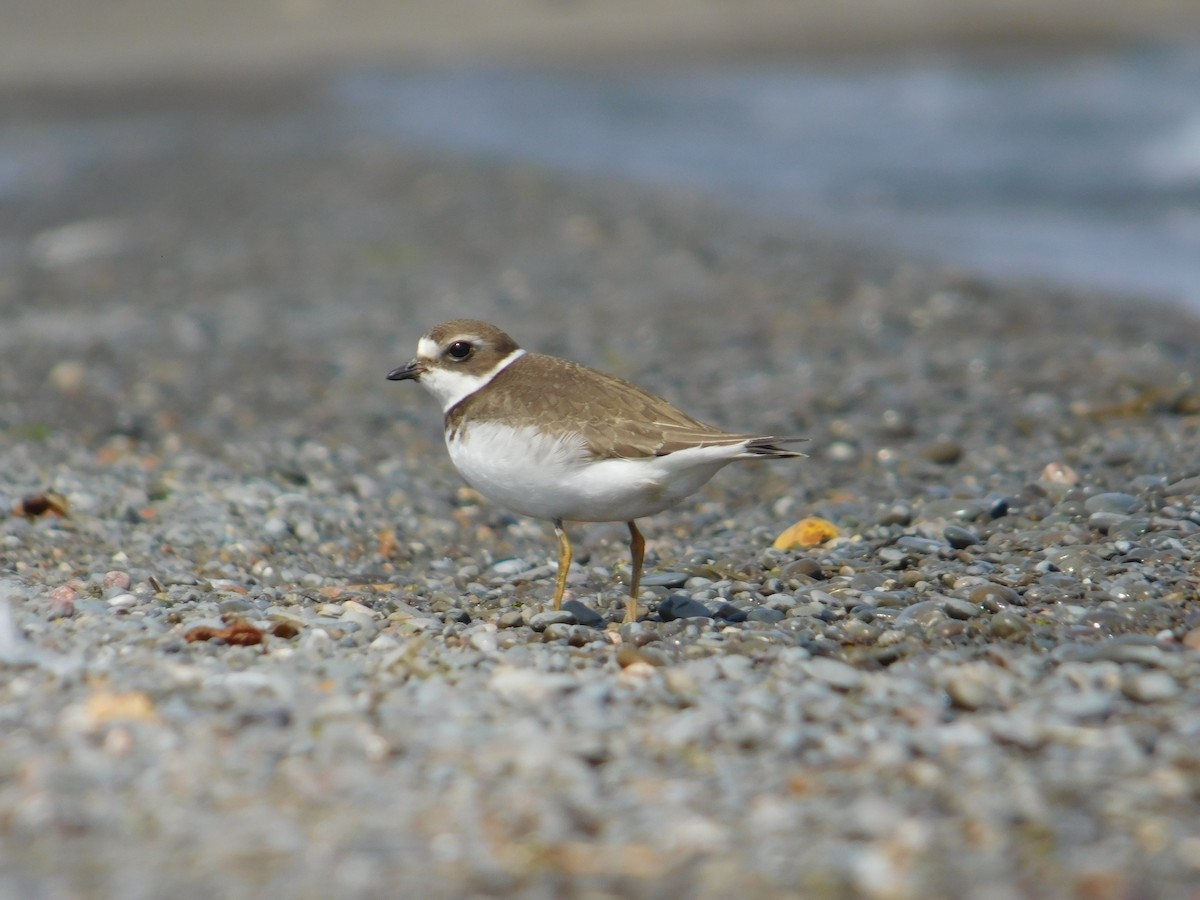 Semipalmated Plover - ML624005155