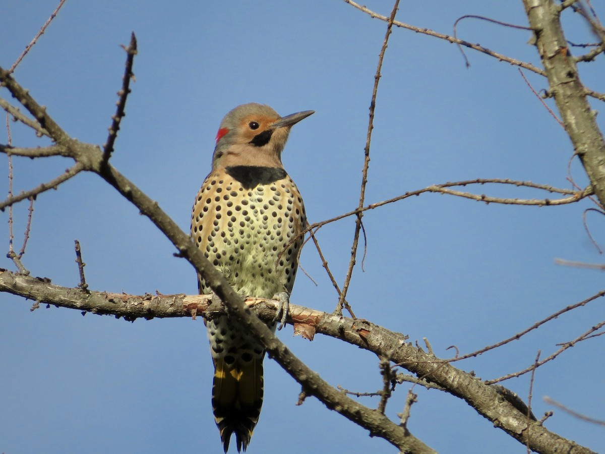 Northern Flicker (Yellow-shafted) - Jack Yanko