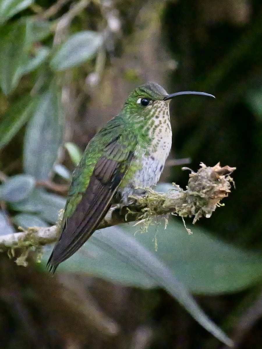 Samtbauchkolibri - ML624005183