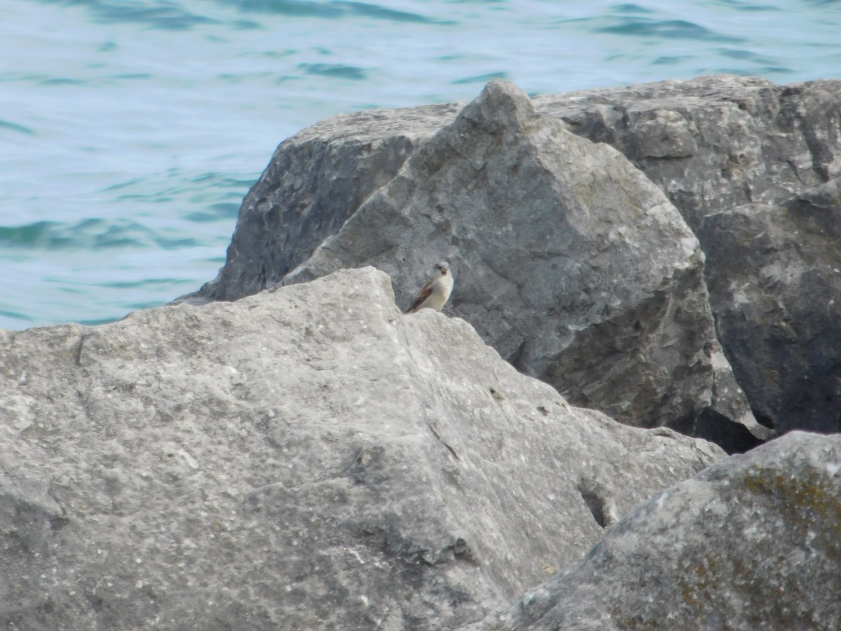 House Sparrow - ML624005188