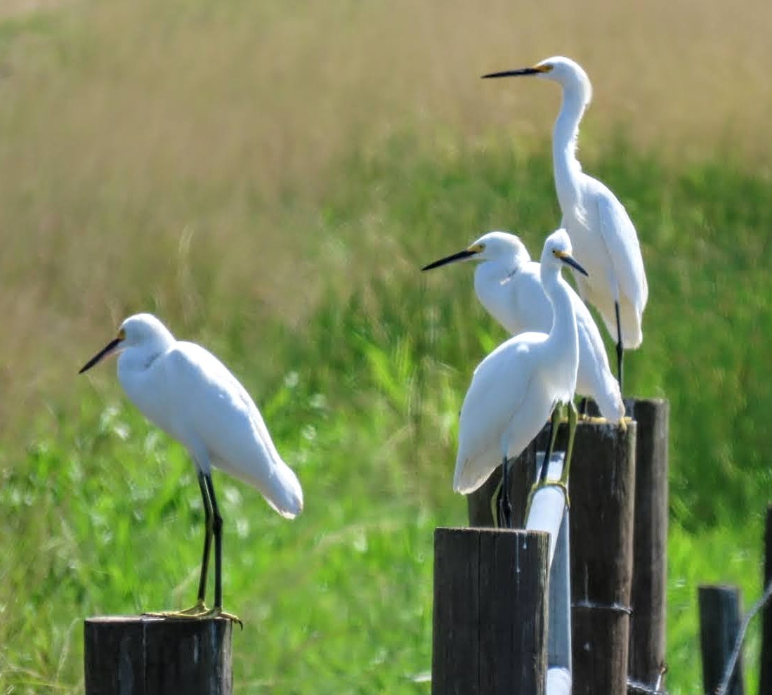 Snowy Egret - ML624005192