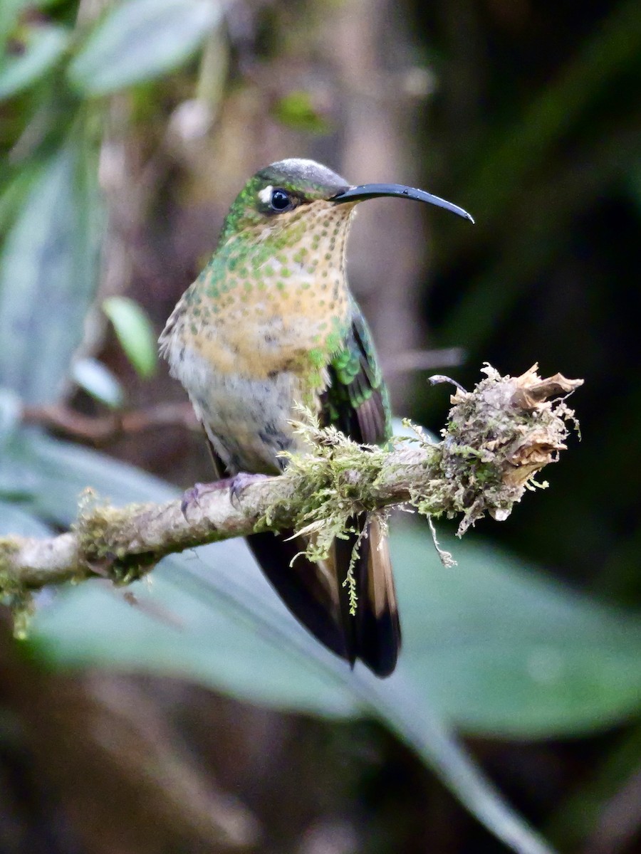 Samtbauchkolibri - ML624005215