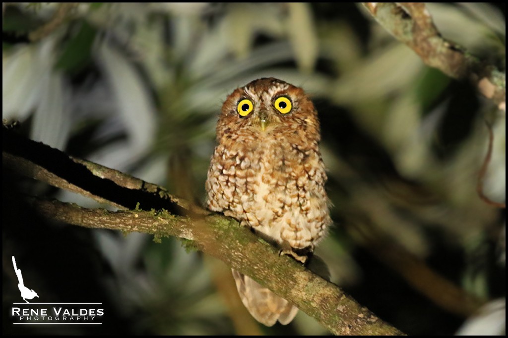 Bearded Screech-Owl - ML624005224