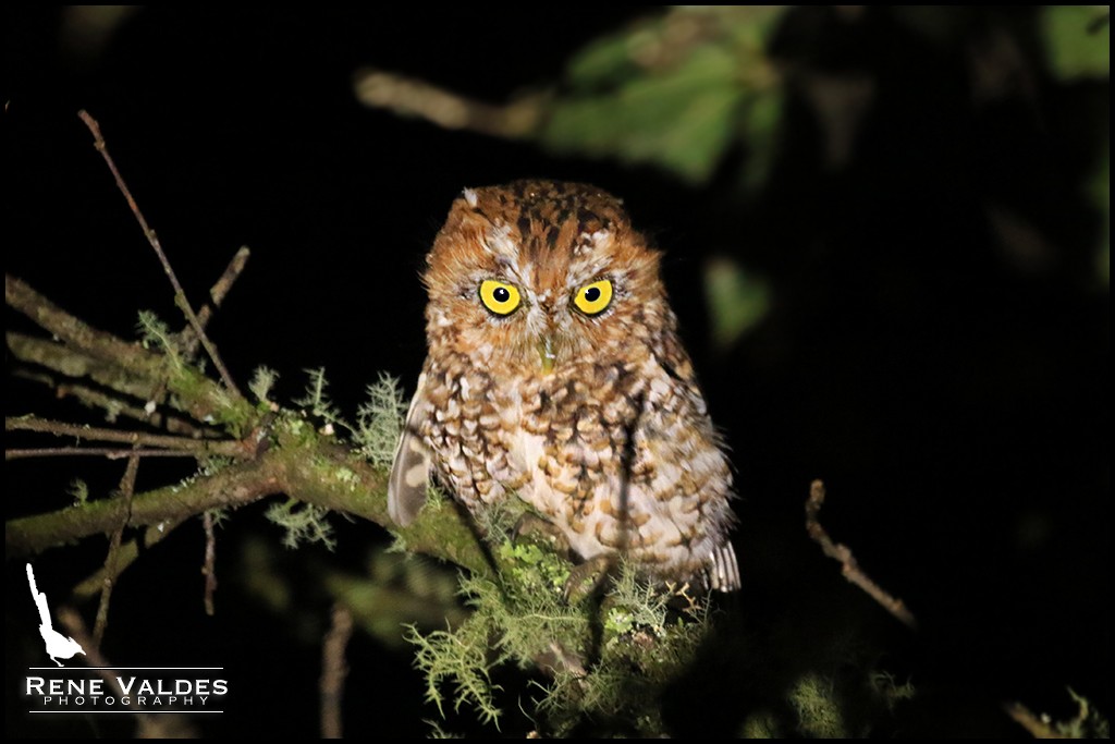 Bearded Screech-Owl - ML624005225