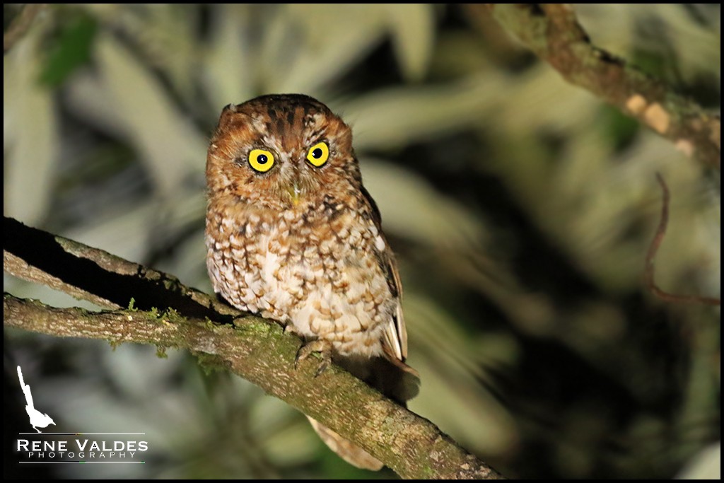 Bearded Screech-Owl - Rene Valdes 🦜