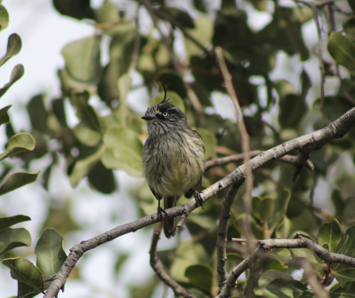 Tufted Tit-Tyrant - ML624005227