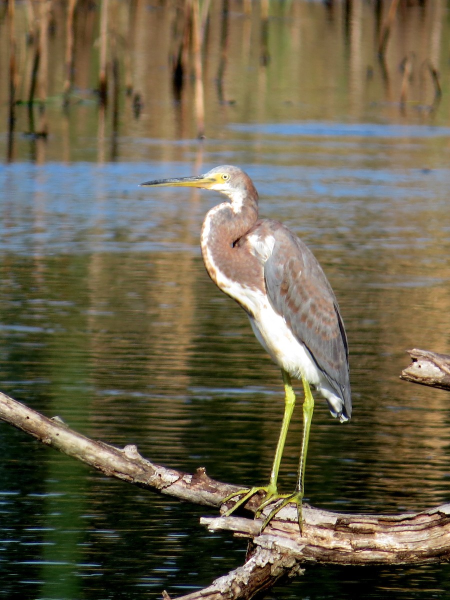 Tricolored Heron - ML624005231