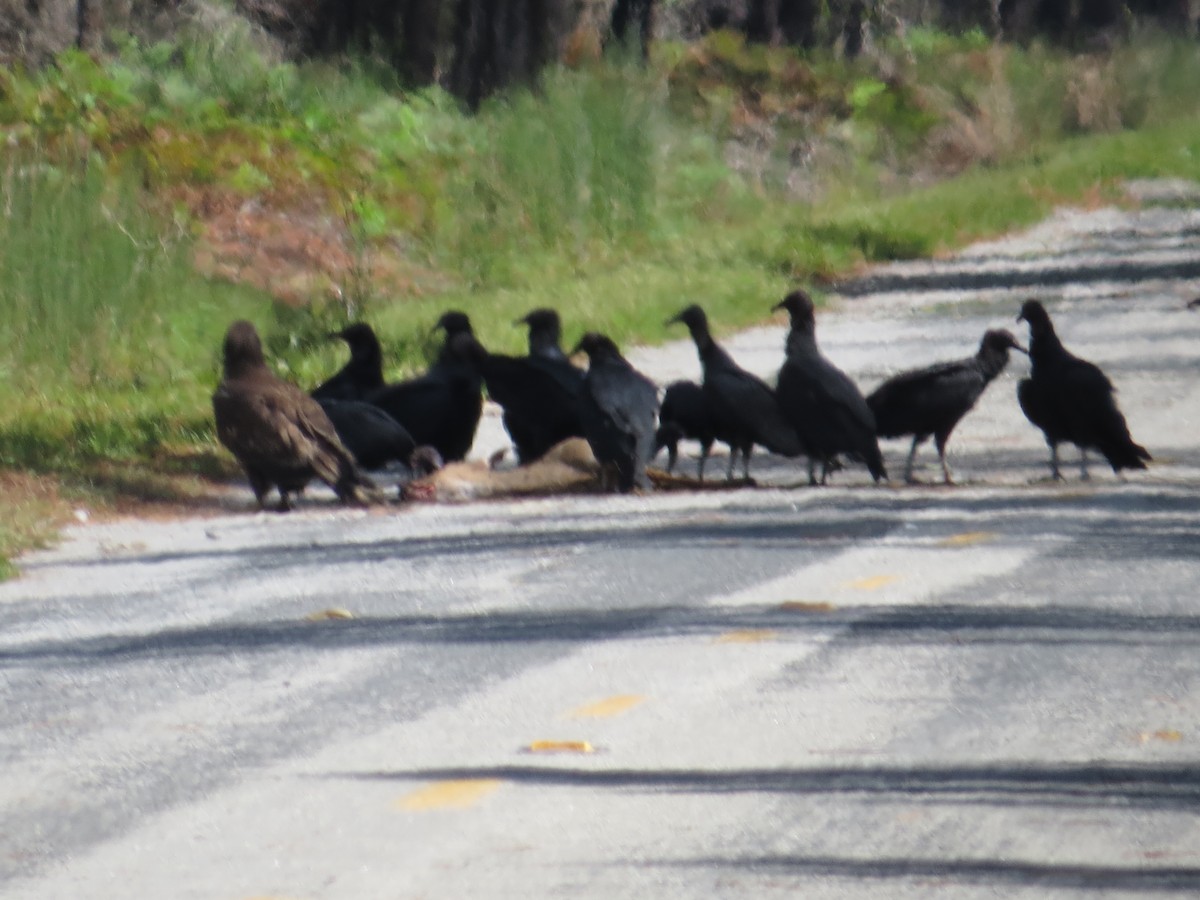 Black Vulture - ML624005313