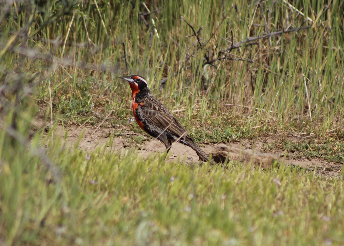 Long-tailed Meadowlark - ML624005314