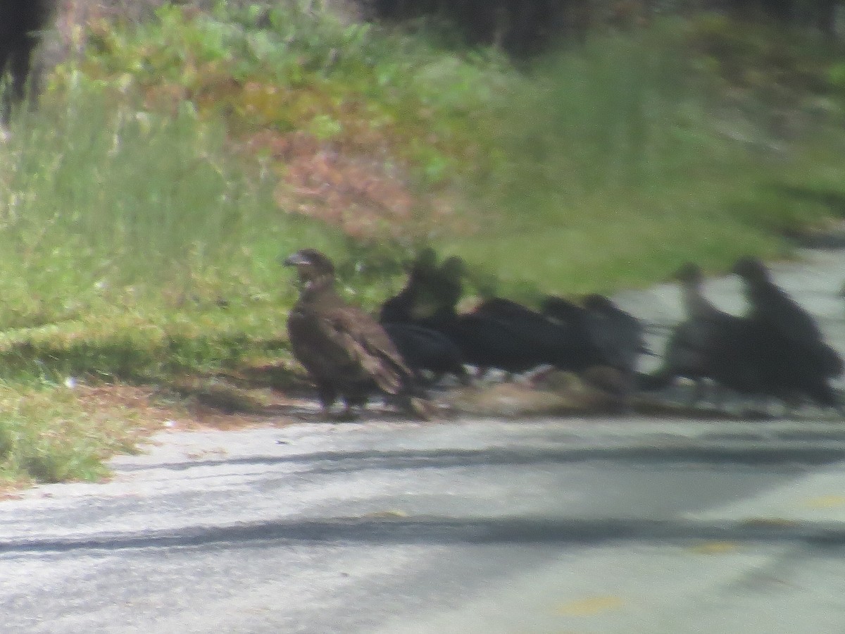 Bald Eagle - ML624005323