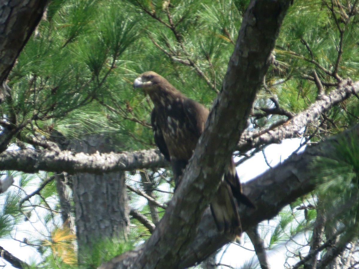 Bald Eagle - ML624005325