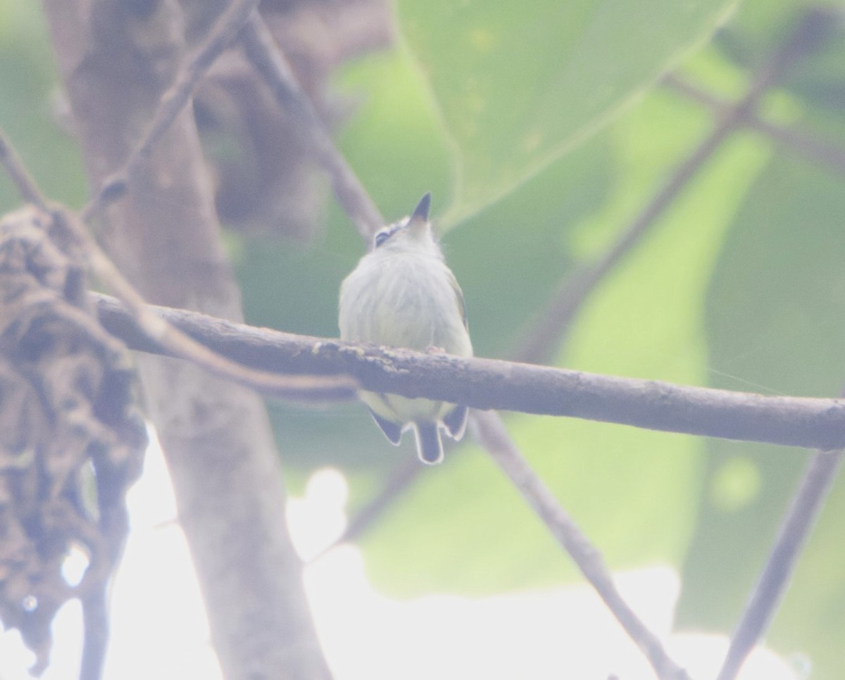 Black-capped Pygmy-Tyrant - Jeisson Figueroa Sandi