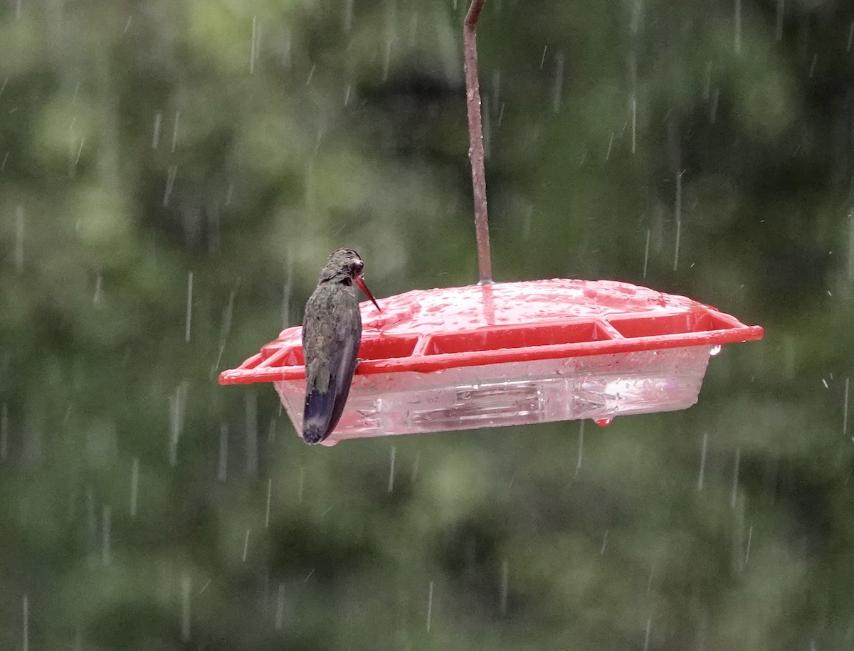 Broad-billed Hummingbird - Sheridan Coffey