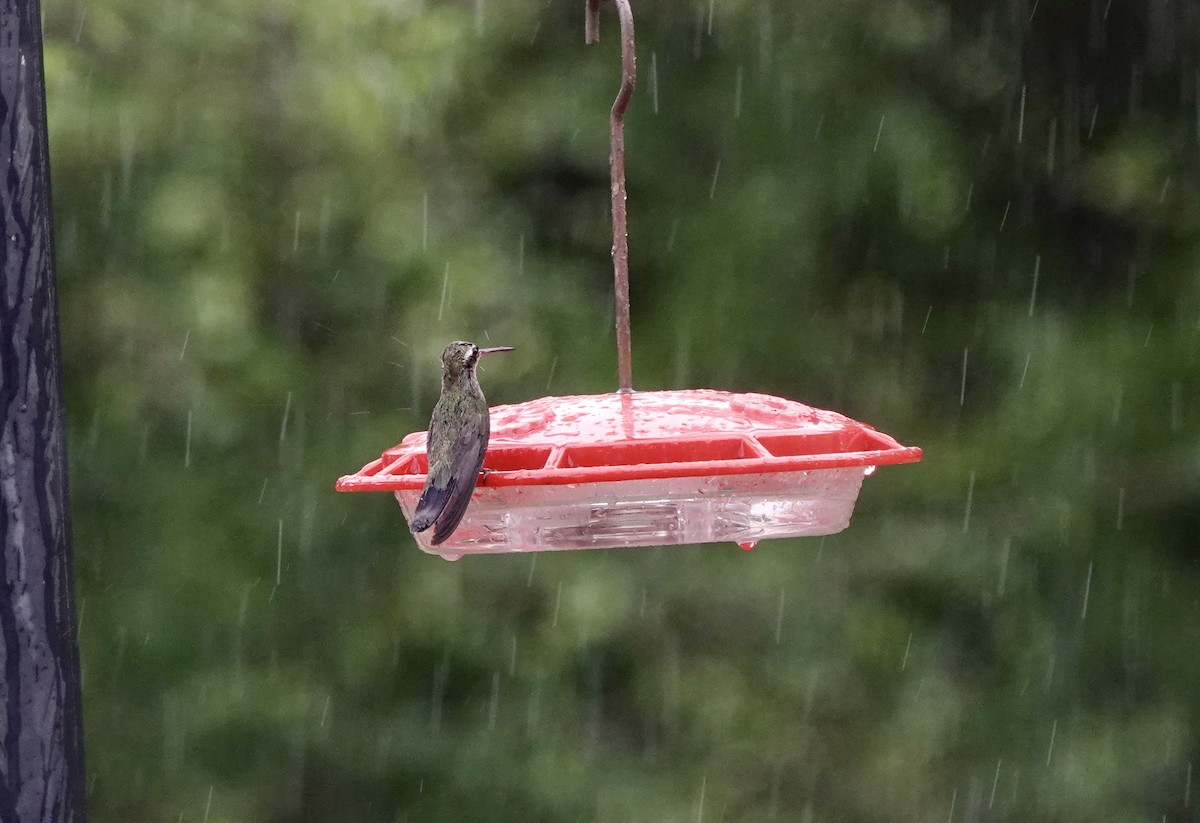 Broad-billed Hummingbird - ML624005337