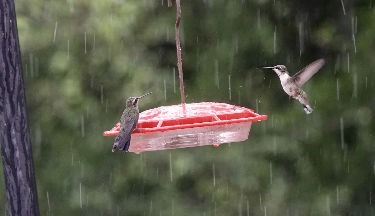 Broad-billed Hummingbird - ML624005338