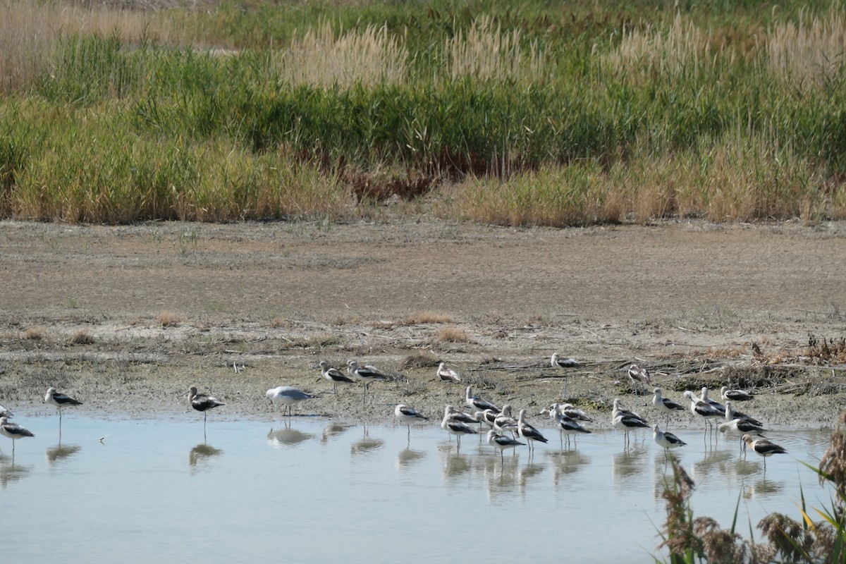 American Avocet - ML624005349