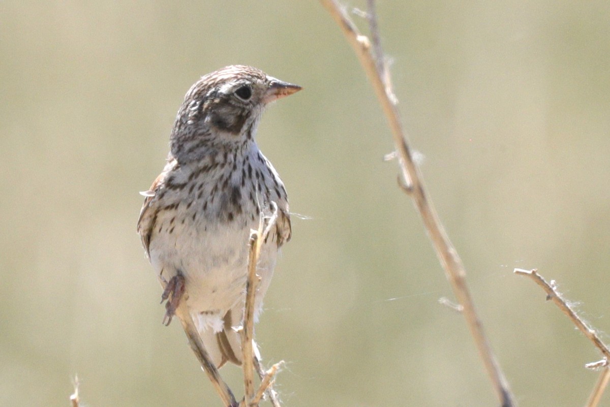 Vesper Sparrow - Jun Tsuchiya