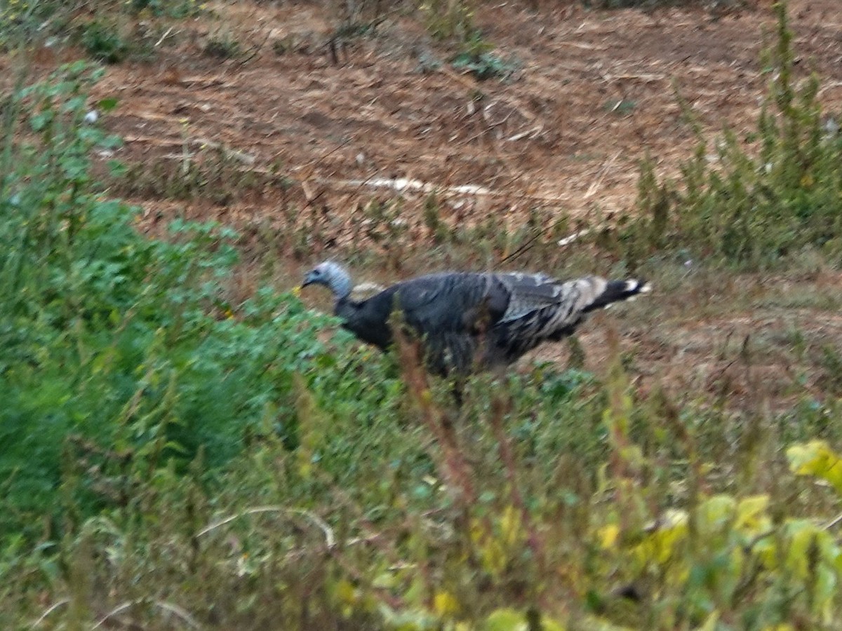 Wild Turkey - ML624005364