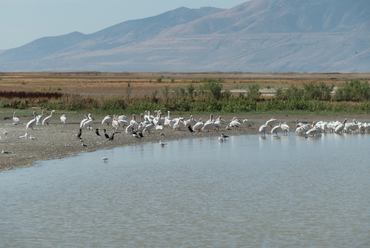 American White Pelican - ML624005371