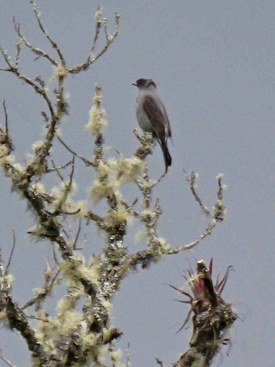 Red-crested Cotinga - ML624005380