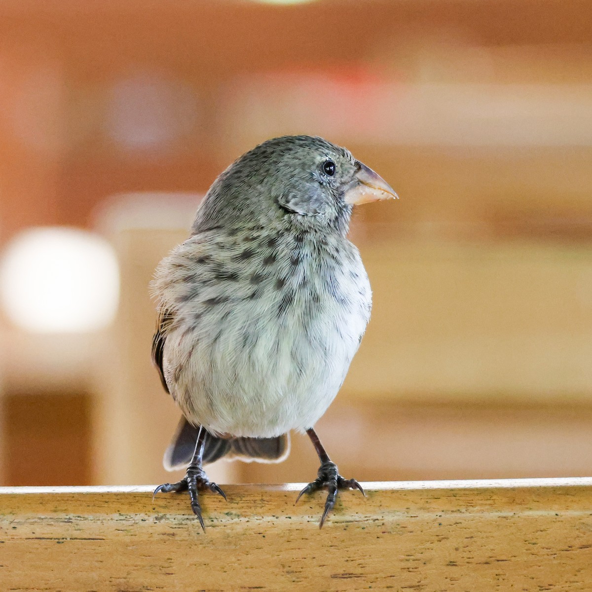 Small Ground-Finch - ML624005383