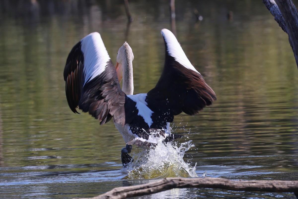 Australian Pelican - Dennis Devers