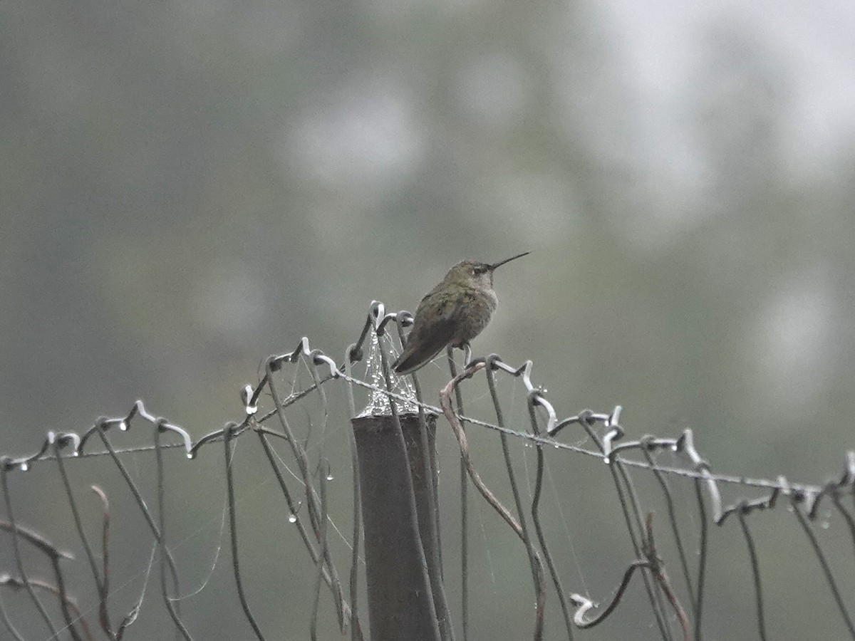 Anna's Hummingbird - ML624005386