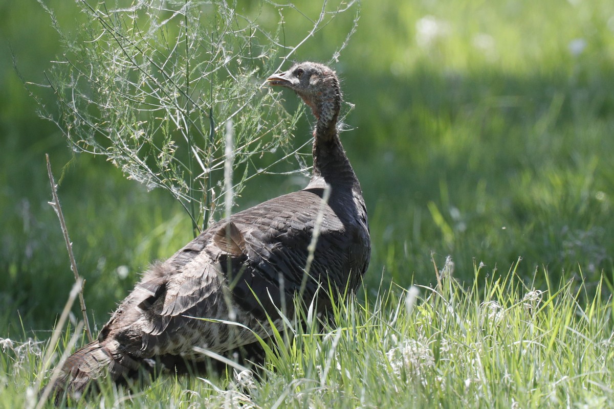 Wild Turkey - ML624005394