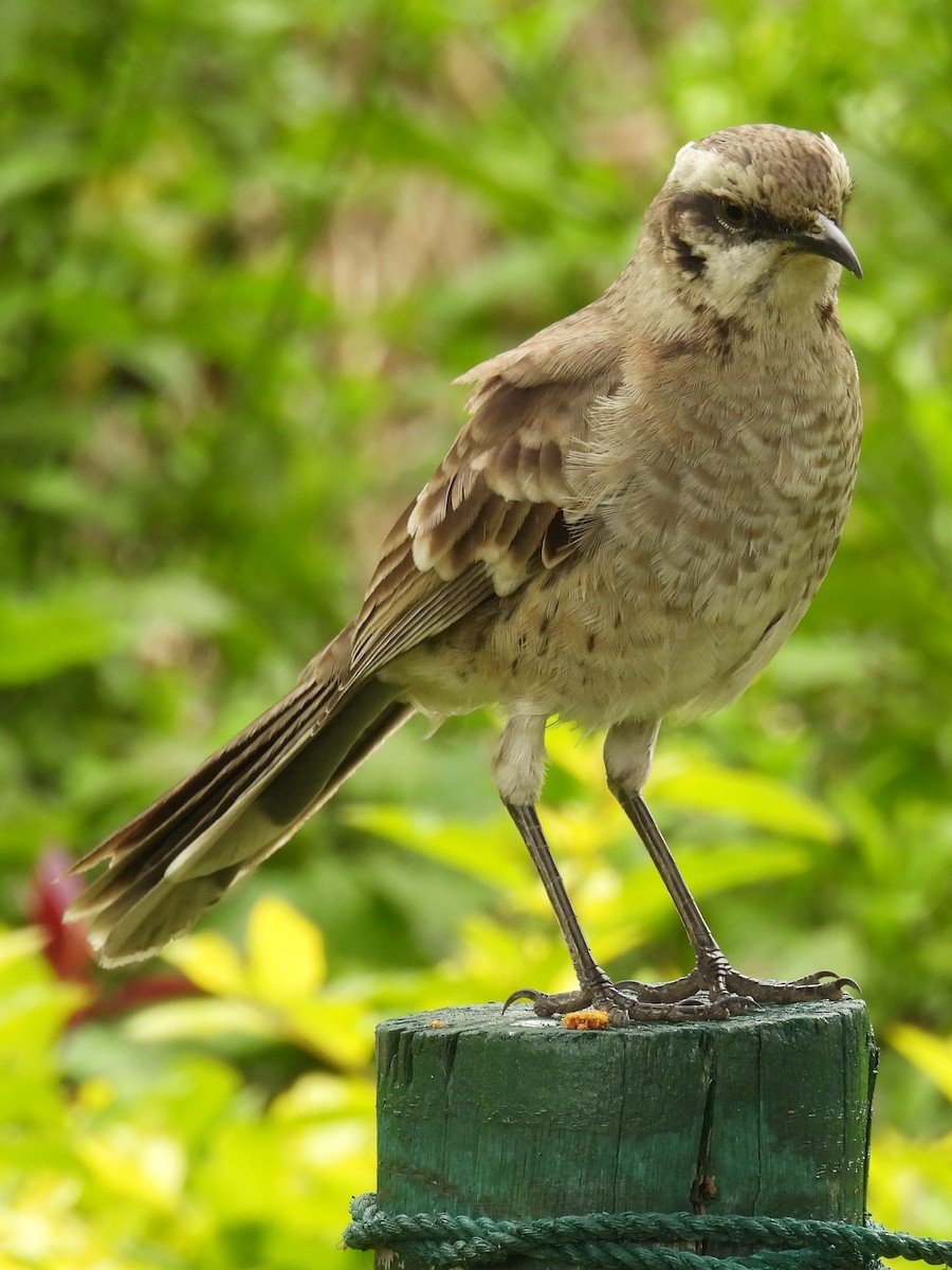 Long-tailed Mockingbird - ML624005420