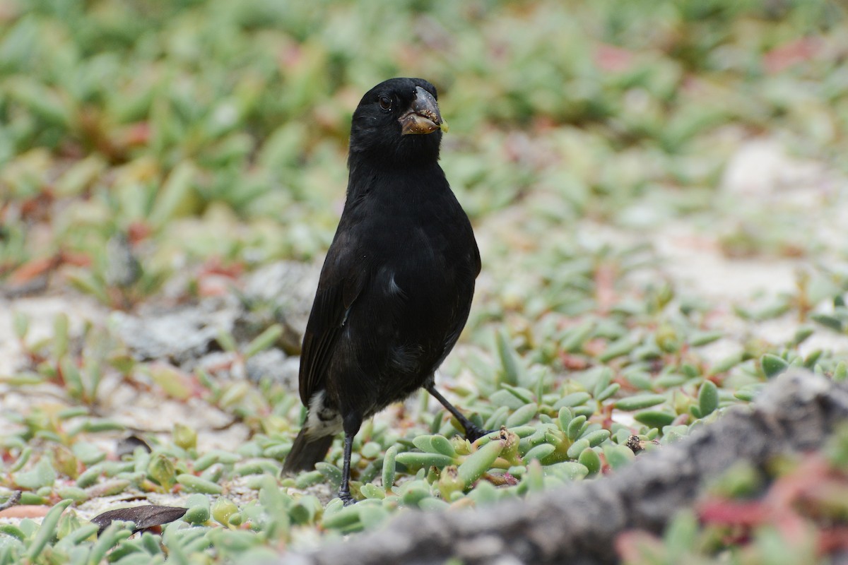 Medium Ground-Finch - David Jeffrey Ringer