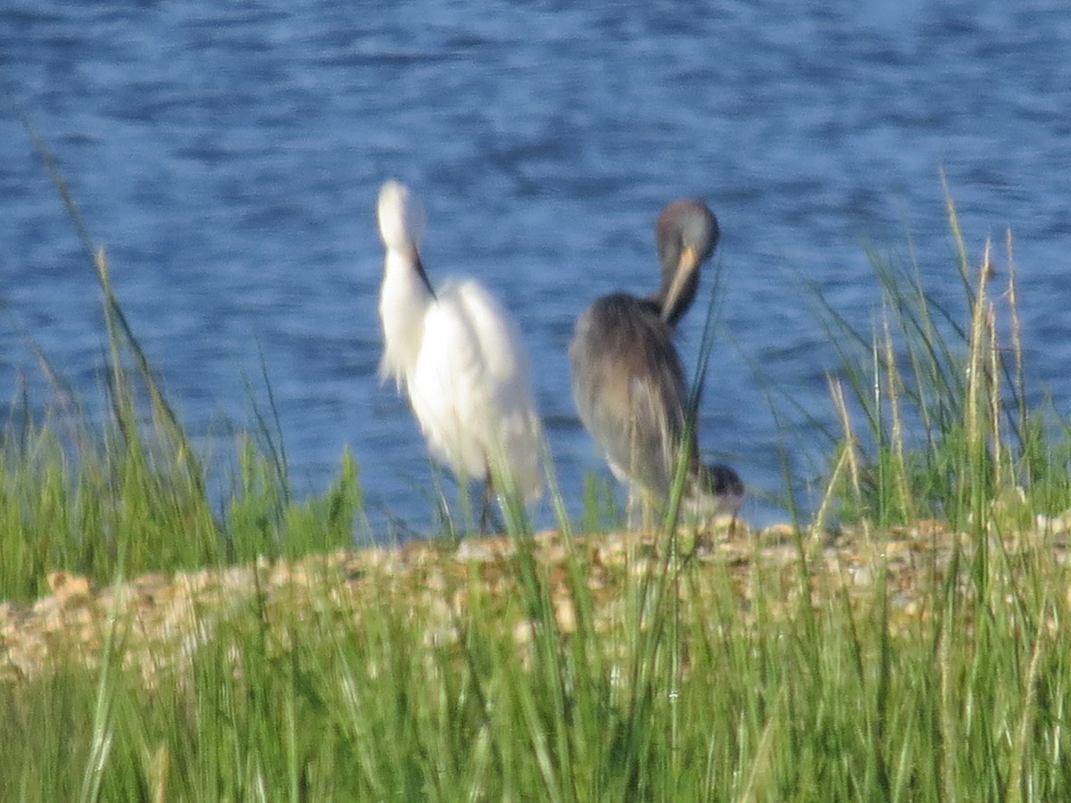 Tricolored Heron - ML624005476