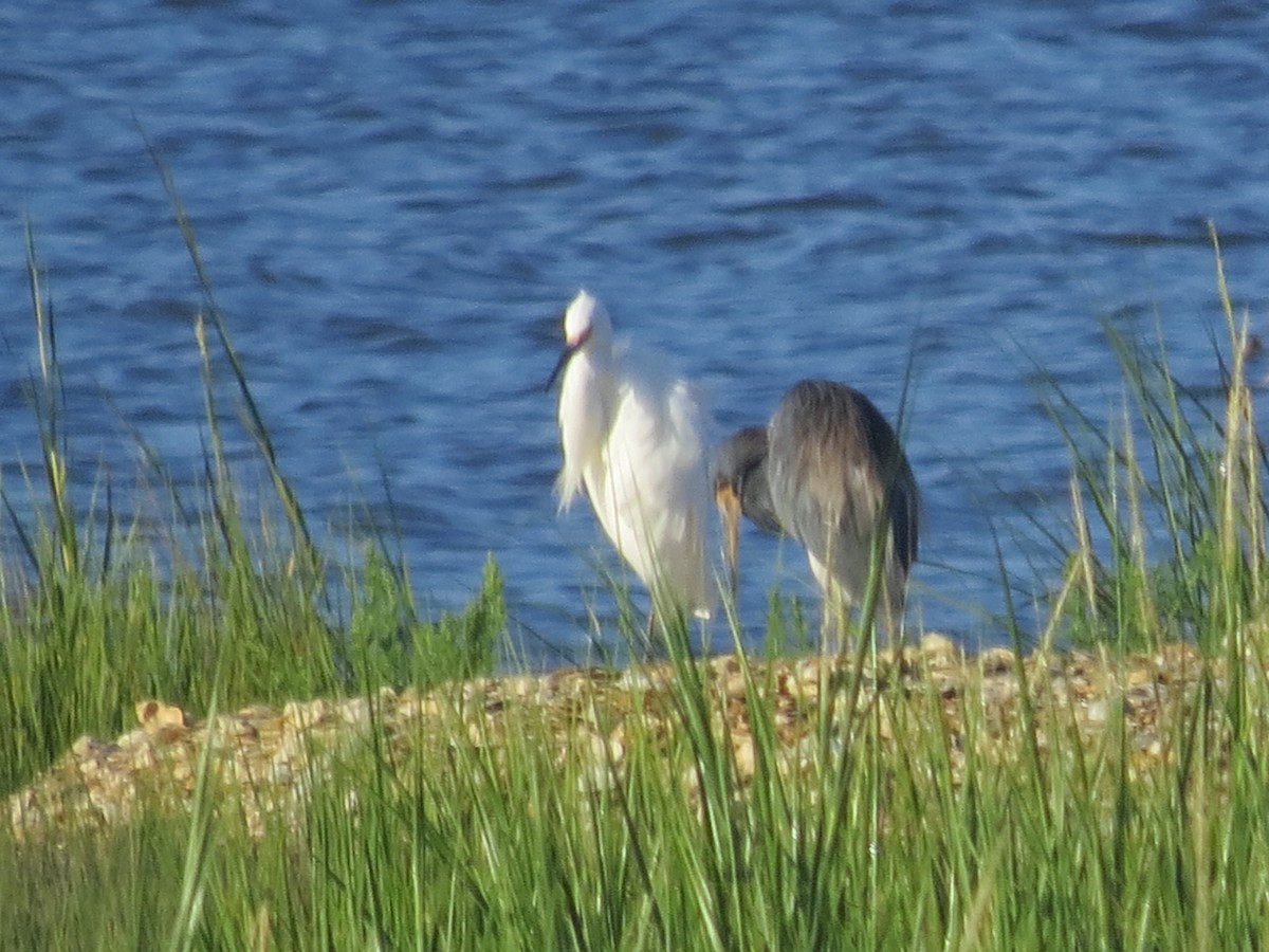 Tricolored Heron - ML624005485