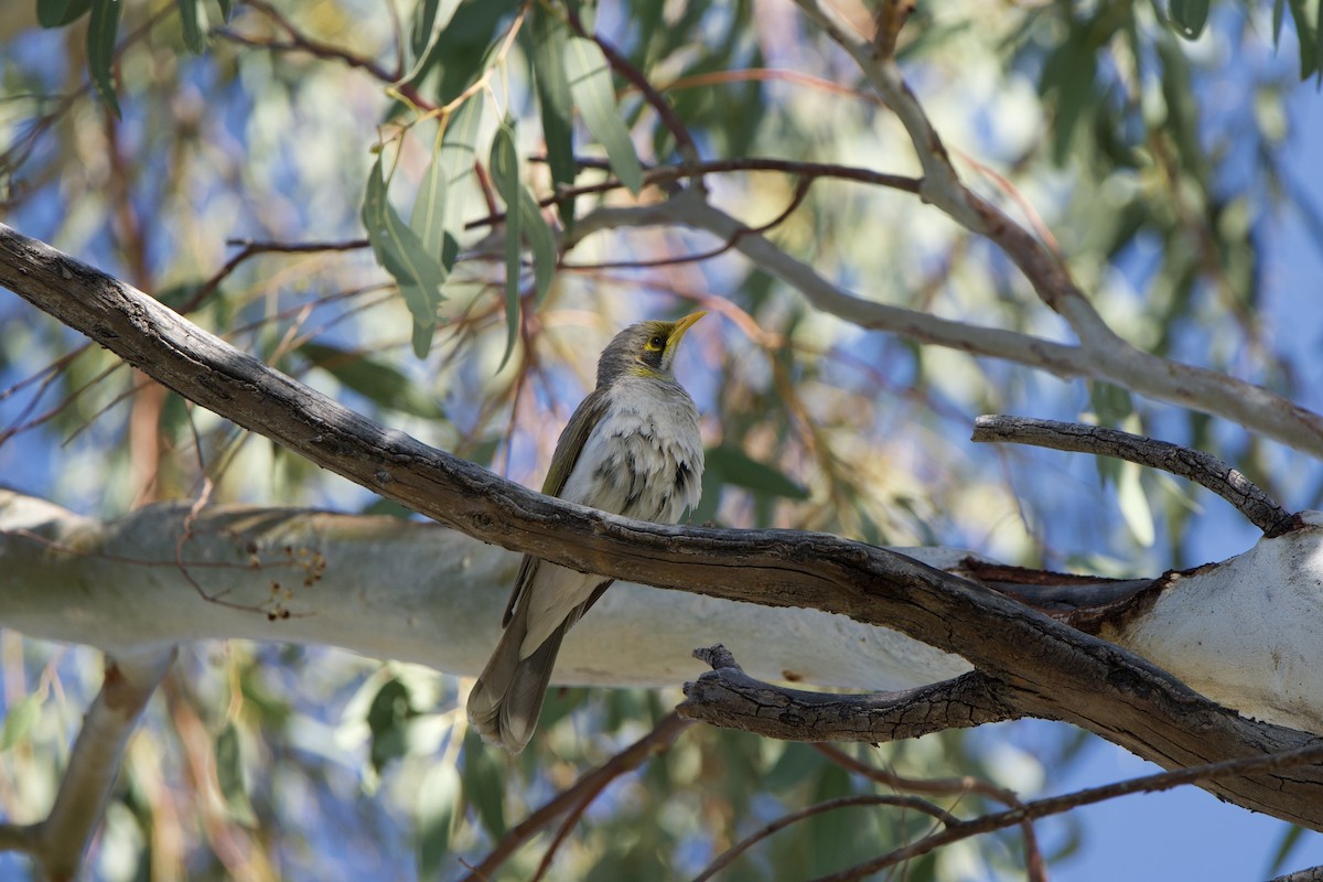 Yellow-throated Miner - ML624005518