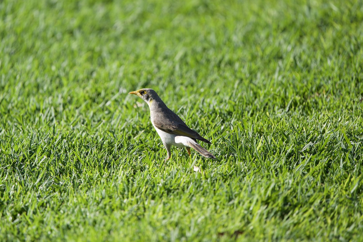 Yellow-throated Miner - ML624005519