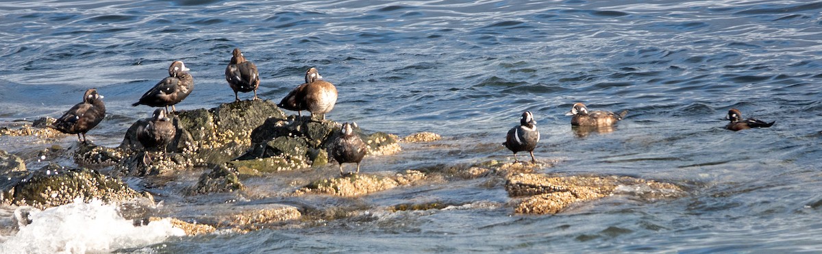 Harlequin Duck - ML624005562