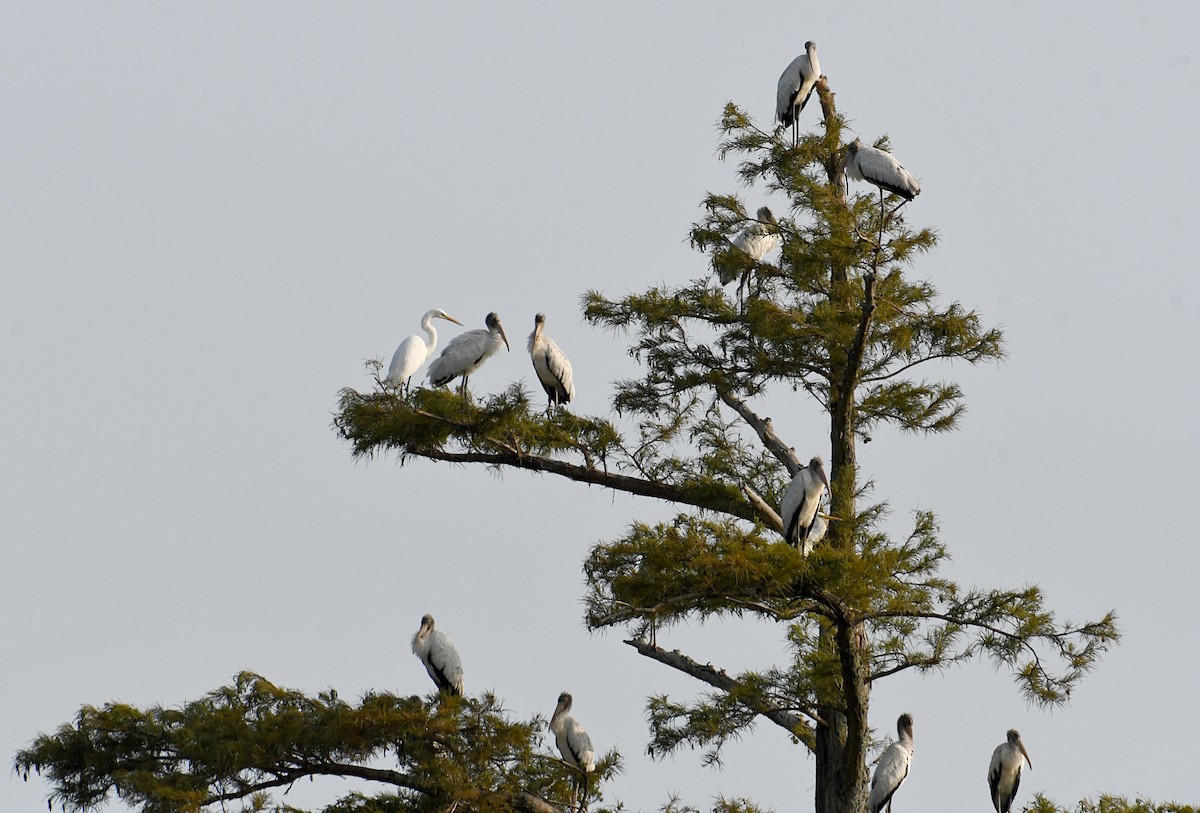 Wood Stork - ML624005577