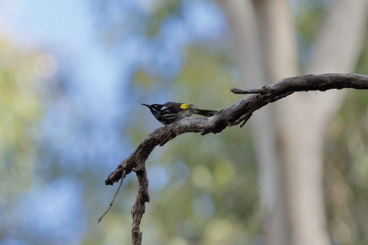 New Holland Honeyeater - Willem Van Bergen