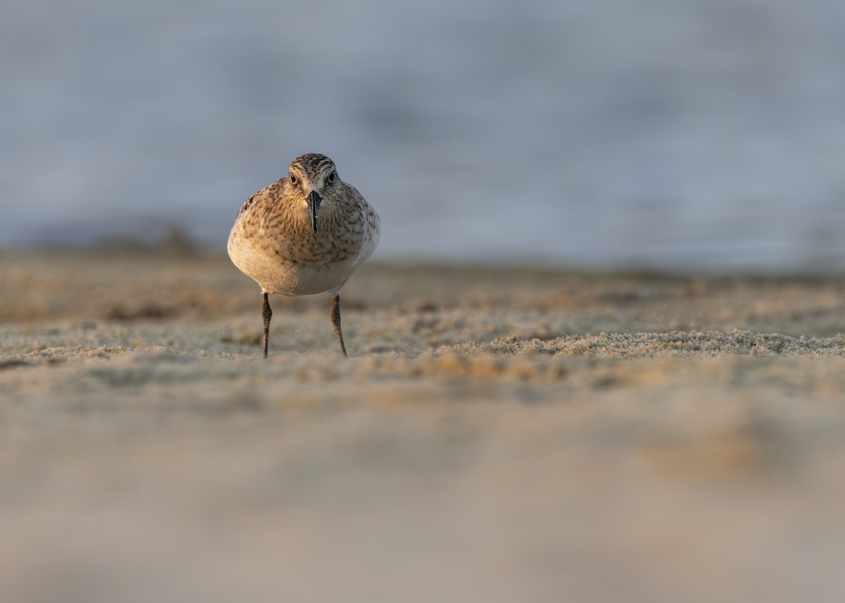 Baird's Sandpiper - ML624005594