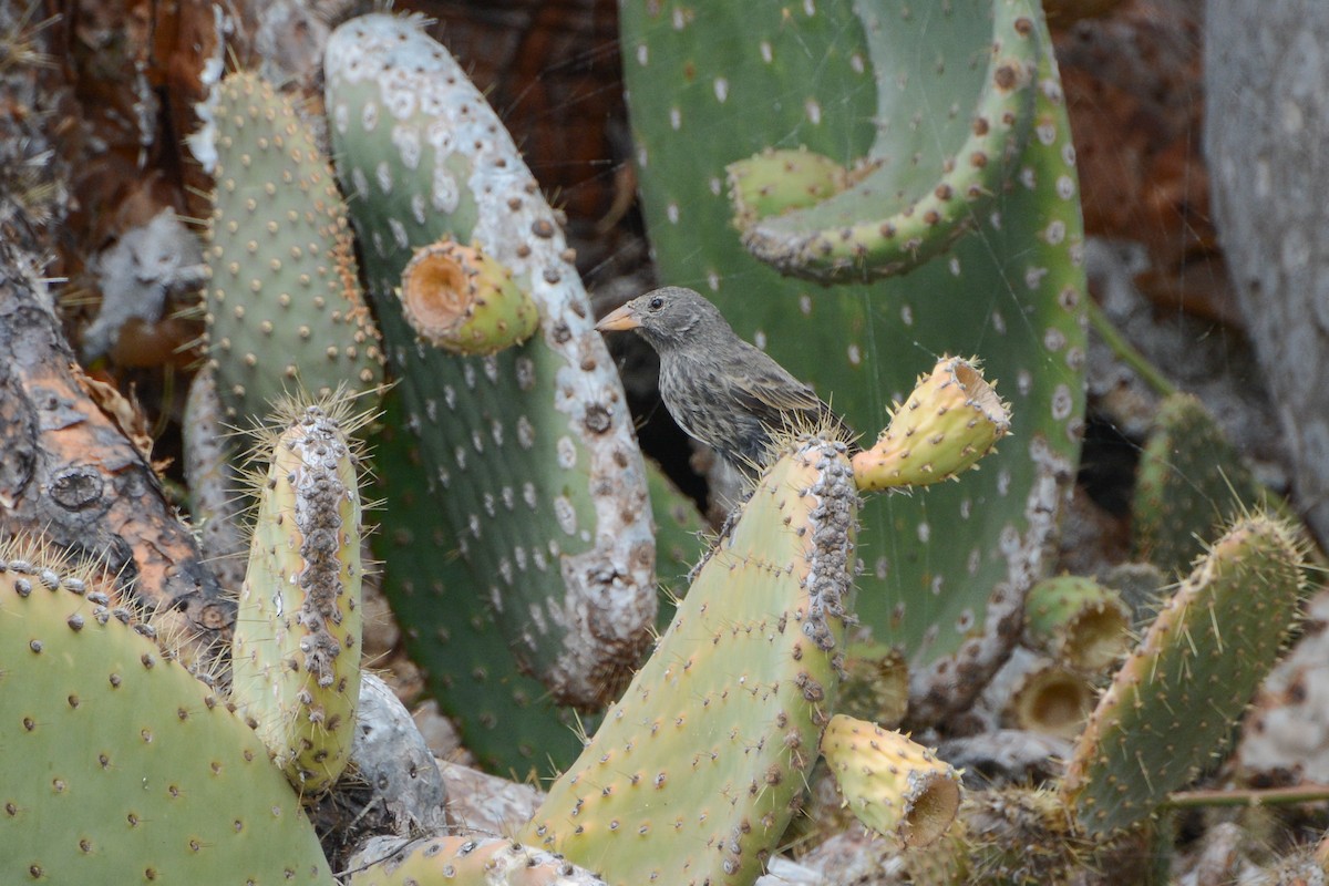 Common Cactus-Finch - ML624005596