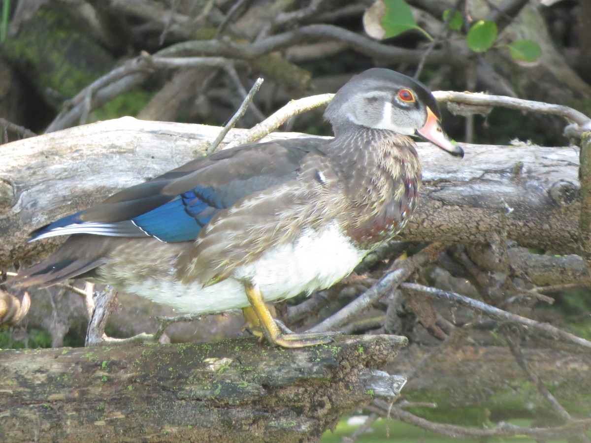 Wood Duck - Melanie Mitchell